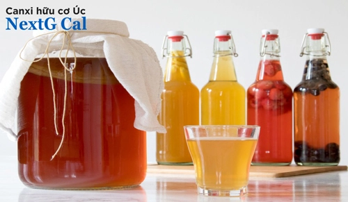 bầu uống kombucha được không