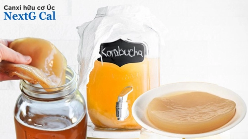 bà bầu uống kombucha được không